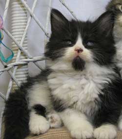 Adoptable kitten