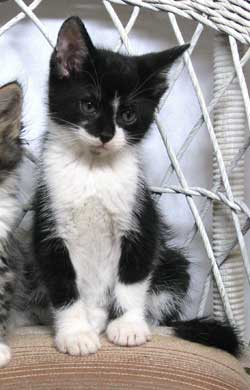Kitten