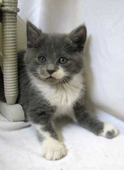 Kitten