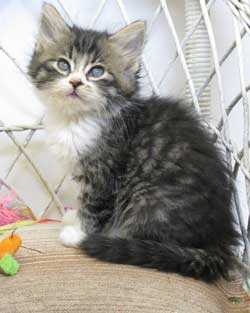 kitten