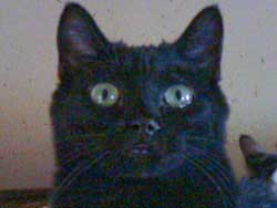 Solomon